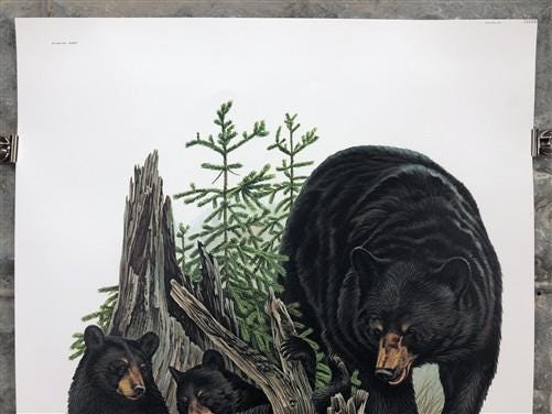 Art & Collectibles > Prints > Lithographs - Richard Timm, Black Bear, Signed Print, 28x22 Wade Collection, Plate 24 by The...