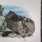 Art & Collectibles > Prints > Lithographs - Richard Timm, Hoary Marmot, Signed Print, 28x22 Wade Collection, Plate 33 by T...