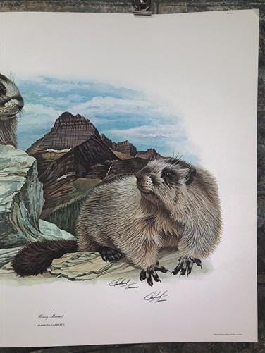 Art & Collectibles > Prints > Lithographs - Richard Timm, Hoary Marmot, Signed Print, 28x22 Wade Collection, Plate 33 by T...