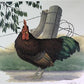Art & Collectibles > Prints > Lithographs - Richard Sloan, Rhode Island Red, Signed Print, 28x22, Wade Collection, Plate 5...
