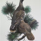 Art & Collectibles > Prints > Lithographs - Richard Sloan, Spruce Grouse, Signed Print, 28x22, Wade Collection, Plate 39 b...