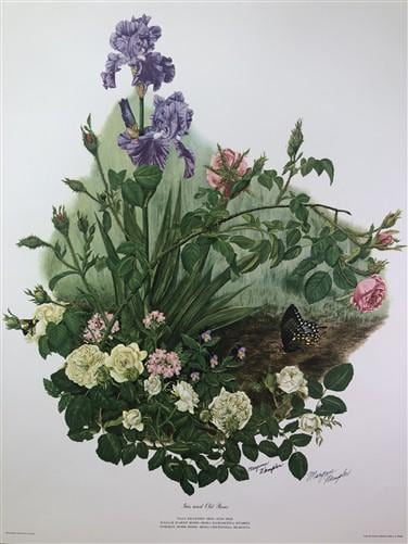 Art & Collectibles > Prints > Lithographs - Maryrose Wampler, Iris & Old Roses, Signed Print, 28x22 Wall Art, Plate 3 by T...