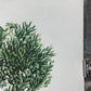 Art & Collectibles > Prints > Lithographs - Richard Timm, Beaver, Signed Print, 28x22 Wade Collection, Plate 11 by The Old...