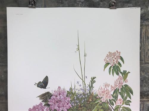 Maryrose Wampler, Rhododendron & Laurel, Signed Print, 28x22 Wall Art, Plate 29