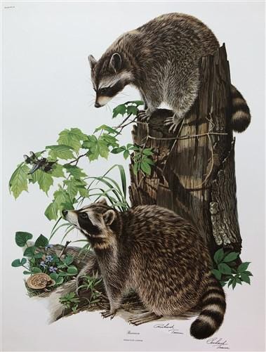 Art & Collectibles > Prints > Lithographs - Richard Timm, Racoon, Signed Prints, 28x22 Wade Collection, Plate 2 by The Old...