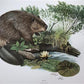 Art & Collectibles > Prints > Lithographs - Richard Timm, Beaver, Signed Print, 28x22 Wade Collection, Plate 11 by The Old...
