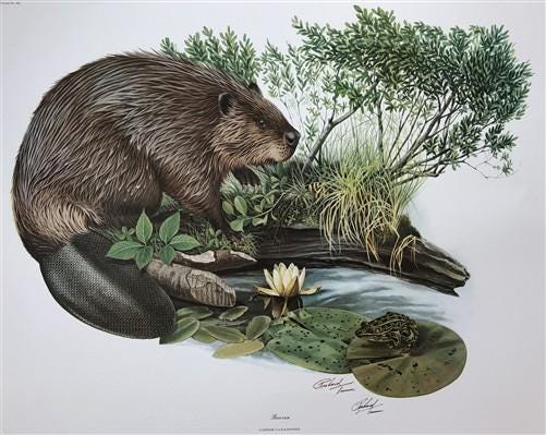 Art & Collectibles > Prints > Lithographs - Richard Timm, Beaver, Signed Print, 28x22 Wade Collection, Plate 11 by The Old...