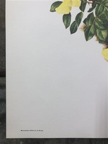 Art & Collectibles > Prints > Lithographs - Maryrose Wampler, Single Yellow Rose, Signed Print, 28x22, Wall Art, Plate 7 b...