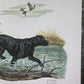 Art & Collectibles > Prints > Lithographs - Ernest Hart, Labrador, Signed Dog Print, 28x22, Wade Collection, Plate 5 by Th...