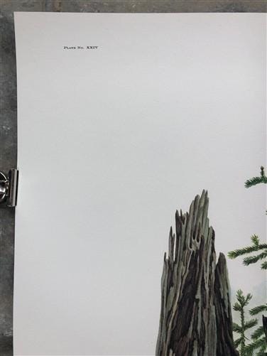 Art & Collectibles > Prints > Lithographs - Richard Timm, Black Bear, Signed Print, 28x22 Wade Collection, Plate 24 by The...
