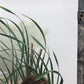 Art & Collectibles > Prints > Lithographs - Richard Timm, Muskrat, Signed Print, 28x22 Wade Collection, Plate 17 by The Ol...