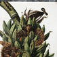 Art & Collectibles > Prints - Axel Amuchastegui, Squirrels, 20.75x14 South American Wildlife Art Print N by The Old Graine...