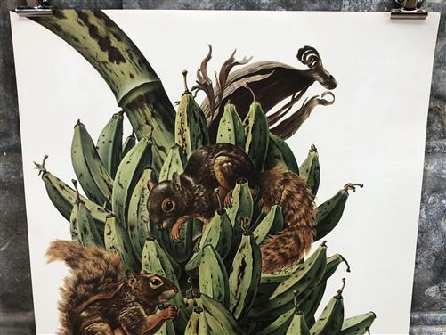 Art & Collectibles > Prints - Axel Amuchastegui, Squirrels, 20.75x14 South American Wildlife Art Print N by The Old Graine...