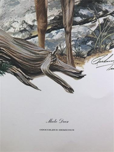 Art & Collectibles > Prints > Lithographs - Richard Timm, Mule Deer, Signed Print, 28x22 Wade Collection, Plate 32 by The...