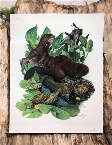 Art & Collectibles > Prints > Lithographs - Richard Timm, Mink, Signed Print, 28x22 Wade Collection, Plate 22 by The Old G...