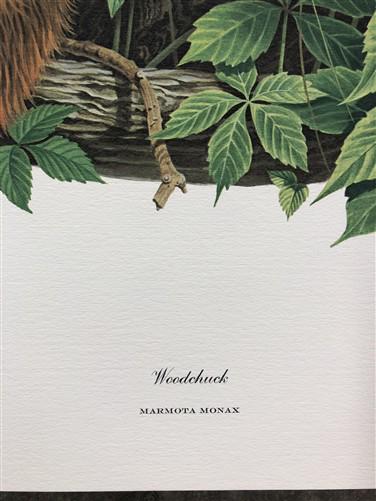 Art & Collectibles > Prints > Lithographs - Richard Timm, Woodchuck, Signed Print, 28x22 Wade Collection, Plate 28 by The...