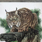 Art & Collectibles > Prints > Lithographs - Richard Timm, Lynx, Signed Print, 28x22 Wade Collection, Plate 27 by The Old G...