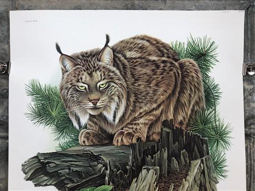 Art & Collectibles > Prints > Lithographs - Richard Timm, Lynx, Signed Print, 28x22 Wade Collection, Plate 27 by The Old G...