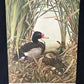 Art & Collectibles > Prints - Axel Amuchastegui, Rosy Billed Ducks, 20.75x14 South American Bird Art Print J by The Old Gr...