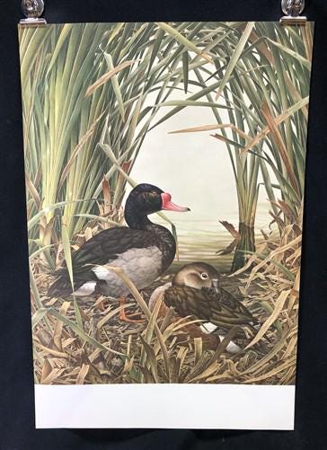 Art & Collectibles > Prints - Axel Amuchastegui, Rosy Billed Ducks, 20.75x14 South American Bird Art Print J by The Old Gr...
