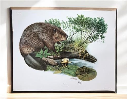 Art & Collectibles > Prints > Lithographs - Richard Timm, Beaver, Signed Print, 28x22 Wade Collection, Plate 11 by The Old...
