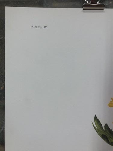 Art & Collectibles > Prints > Lithographs - Maryrose Wampler, Daisy Mum, Signed Print, 28x22 Wall Art, Plate 4 by The Old...