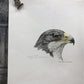 Art & Collectibles > Prints - Axel Amuchastegui, Argentine Eagle, Wildlife Art Print, Americana Art Print by The Old Grainery