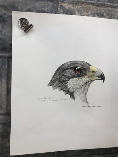 Art & Collectibles > Prints - Axel Amuchastegui, Argentine Eagle, Wildlife Art Print, Americana Art Print by The Old Grainery