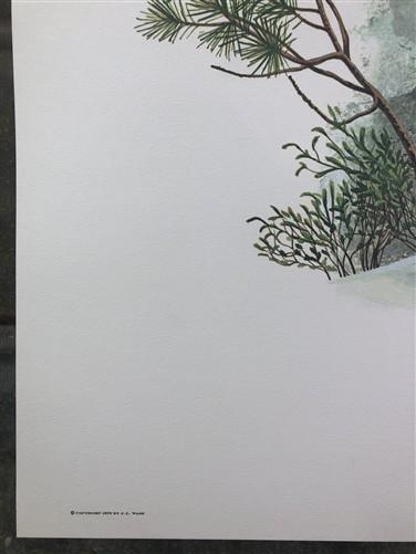 Art & Collectibles > Prints > Lithographs - Richard Timm, Hoary Marmot, Signed Print, 28x22 Wade Collection, Plate 33 by T...