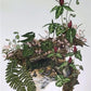 Maryrose Wampler, Trillium, Signed Print, 28x22 Wall Art, Plate 21