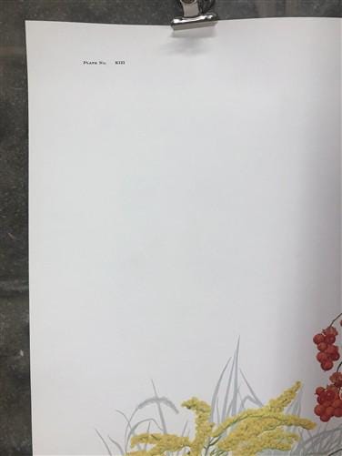 Art & Collectibles > Prints > Lithographs - Maryrose Wampler, Goldenrod, Signed Print, 28x22 Wall Art, Plate 13 by The Old...