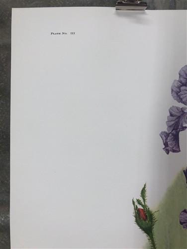Art & Collectibles > Prints > Lithographs - Maryrose Wampler, Iris & Old Roses, Signed Print, 28x22 Wall Art, Plate 3 by T...