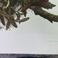 Art & Collectibles > Prints - Axel Amuchastegui, Andean Cock of the Rock, 20.75x14 South American Bird Print E by The Old...