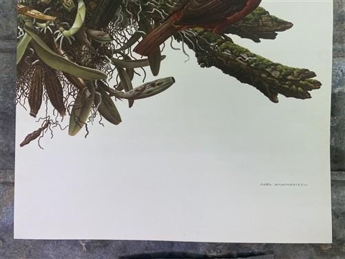 Art & Collectibles > Prints - Axel Amuchastegui, Andean Cock of the Rock, 20.75x14 South American Bird Print E by The Old...