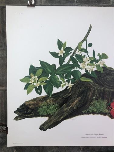 Art & Collectibles > Prints > Lithographs - Maryrose Wampler, Hibiscus Orange Blossom, Signed Print, 28x22 Wall Art, Plate...