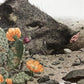 Art & Collectibles > Prints - Axel Amuchastegui, Peccary, 20.75x14 South American Wildlife Art Print M by The Old Grainery...
