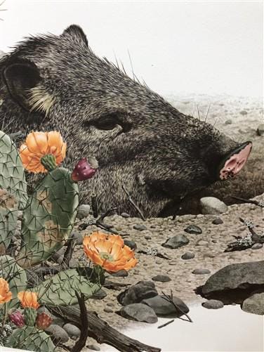Art & Collectibles > Prints - Axel Amuchastegui, Peccary, 20.75x14 South American Wildlife Art Print M by The Old Grainery...