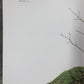 Art & Collectibles > Prints > Lithographs - Maryrose Wampler, Trailing Arbutus, Signed Print, 28x22, Wall Art, Plate 2 by...