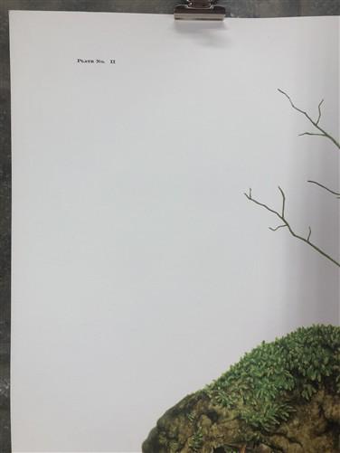 Art & Collectibles > Prints > Lithographs - Maryrose Wampler, Trailing Arbutus, Signed Print, 28x22, Wall Art, Plate 2 by...
