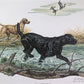 Art & Collectibles > Prints > Lithographs - Ernest Hart, Labrador, Signed Dog Print, 28x22, Wade Collection, Plate 5 by Th...