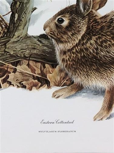 Art & Collectibles > Prints > Lithographs - Richard Timm, Eastern Cottontail, Signed Print, 28x22 Wade Collection, Plate 9...