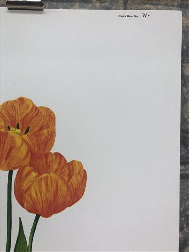 Art & Collectibles > Prints > Lithographs - Maryrose Wampler, Spring Bulbs, Signed Print, 28x22 Wall Art, Plate 26 by The...