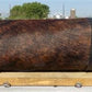 Home & Living > Home Decor > Wall Decor > Wall Hangings - 5'11" Longhorn Mounted Cattle Horns Steer Bull Western Texas Ran...