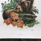 Art & Collectibles > Prints > Lithographs - Richard Timm, Gray Fox, Signed Print, 28x22 Wade Collection, Plate 19 by The O...