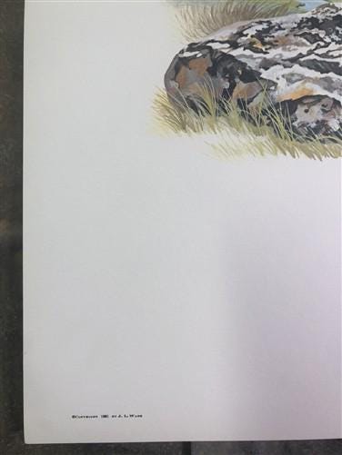 Art & Collectibles > Prints > Lithographs - Richard Timm, Musk Ox, Signed Print, 28x22 Wade Collection, Plate 40 by The Ol...