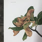 Art & Collectibles > Prints > Lithographs - Maryrose Wampler, Magnolia, Signed Print, 28x22 Wall Art, Plate 12 by The Old...