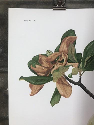 Art & Collectibles > Prints > Lithographs - Maryrose Wampler, Magnolia, Signed Print, 28x22 Wall Art, Plate 12 by The Old...