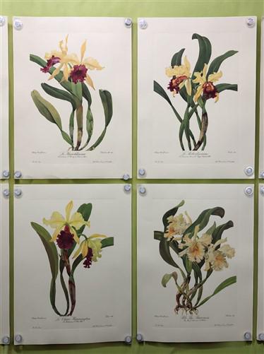 10 Andrey Avinoff Pinx Orchid Art Prints, 23x17 Floral Lithograph