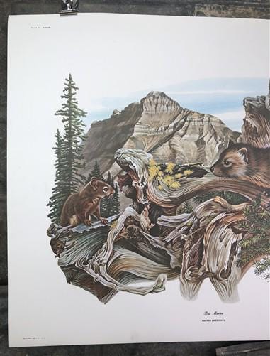 Art & Collectibles > Prints > Lithographs - Richard Timm, Pine Marten, Signed Print, 28x22 Wade Collection, Plate 39 by Th...