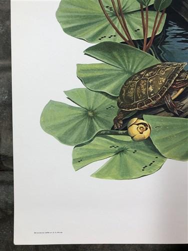 Art & Collectibles > Prints > Lithographs - Richard Timm, Mink, Signed Print, 28x22 Wade Collection, Plate 22 by The Old G...